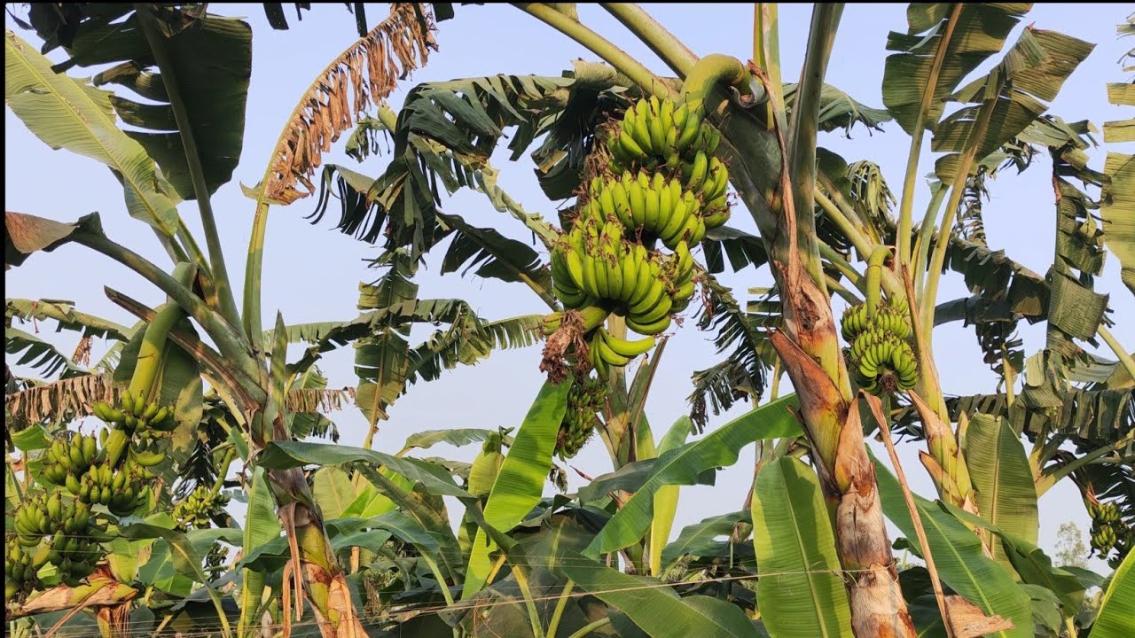 যারা আমার কাছে থেকে কলা নিতে চাচ্ছেন ভিডিও টি তাদের জন্য