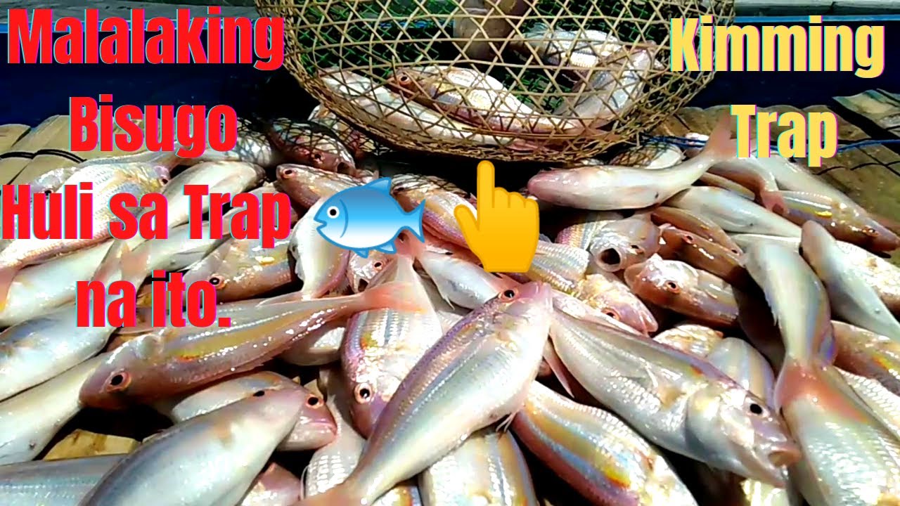Pinaka Malupit na Trap sa Paghuli ng Isdang Bisugo..