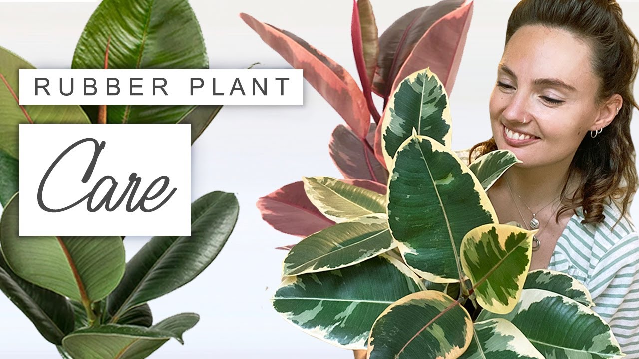 Care Tips For Rubber Plant House Plant | Rubber Plant Problems SOLVED