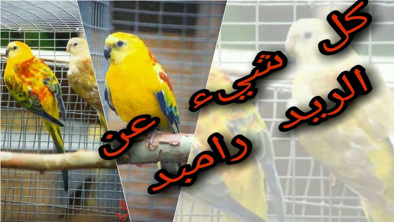 جميع المعلومات عن طائر الريد رامب oisouex croupion#red rambed paraquette