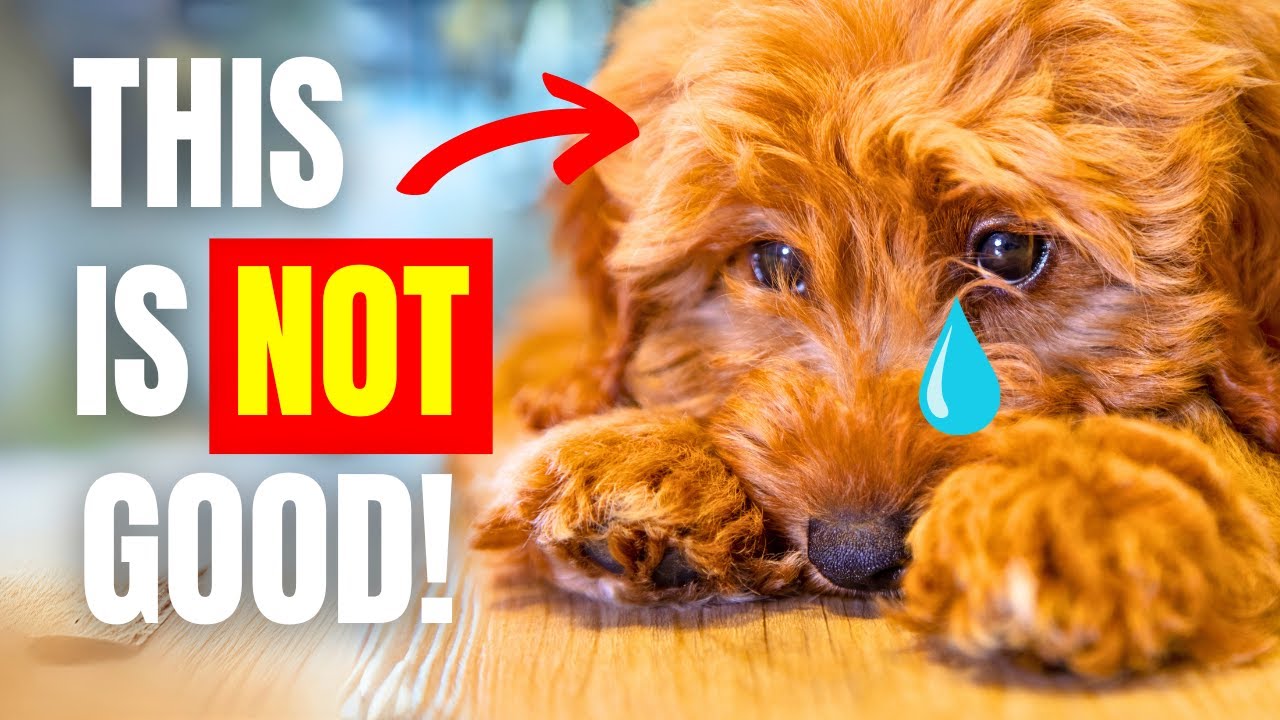 10 VITAL Things Your Dog CAN'T Leave Without | K9Pedia