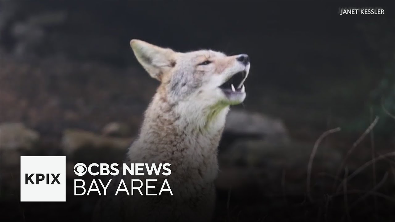 Coyote comeback in San Francisco draws mixed reactions from residents