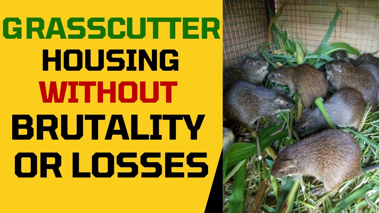 How To Properly House Your GRASSCUTTER In Their Cage Without Losses