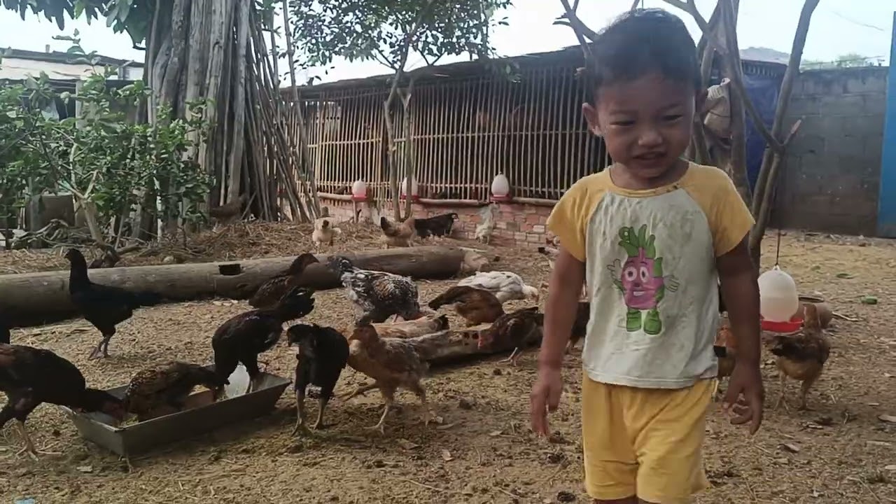 Daily Life of My Chickens 🐔 | Big & Baby Chicks Growing Up | day 9Part 2