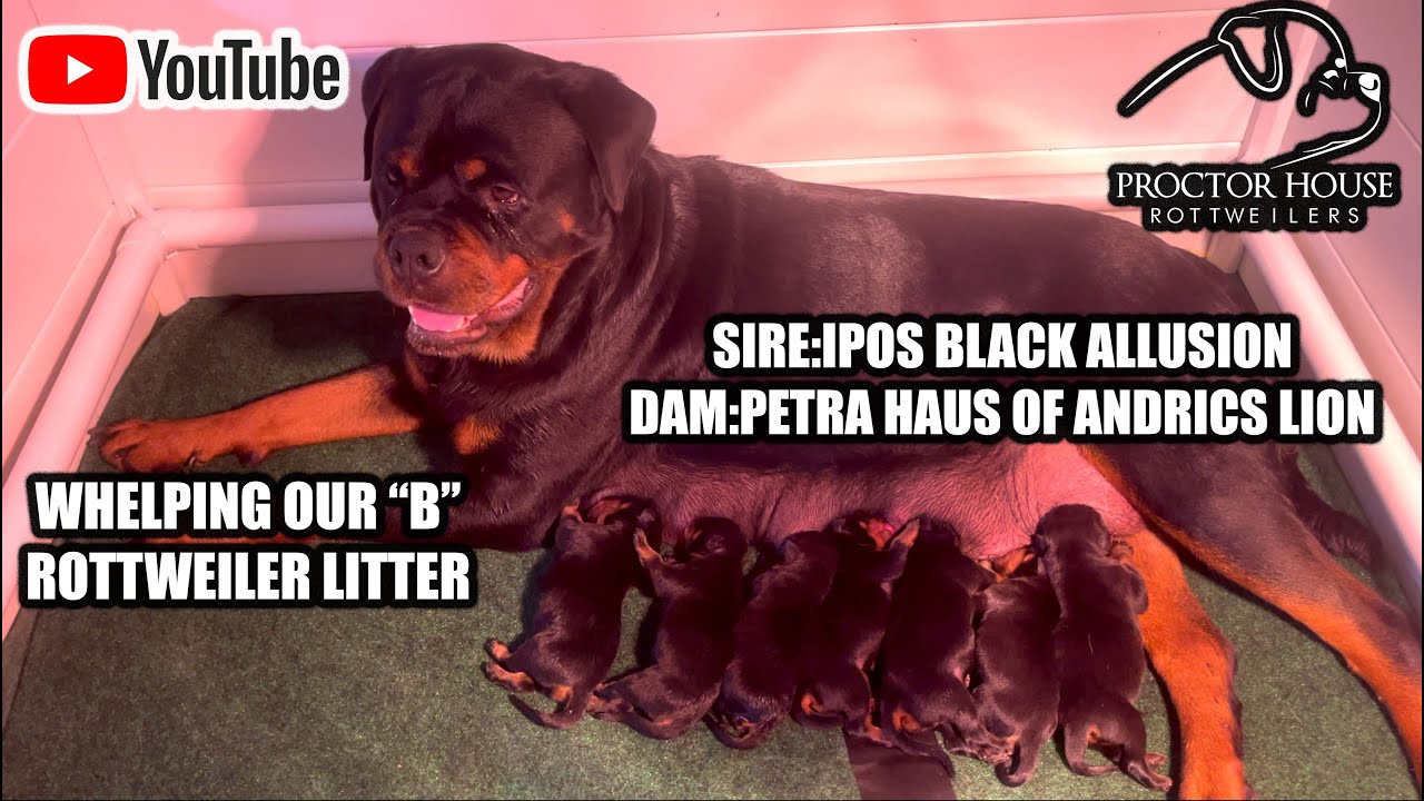 WHELPING OUR 