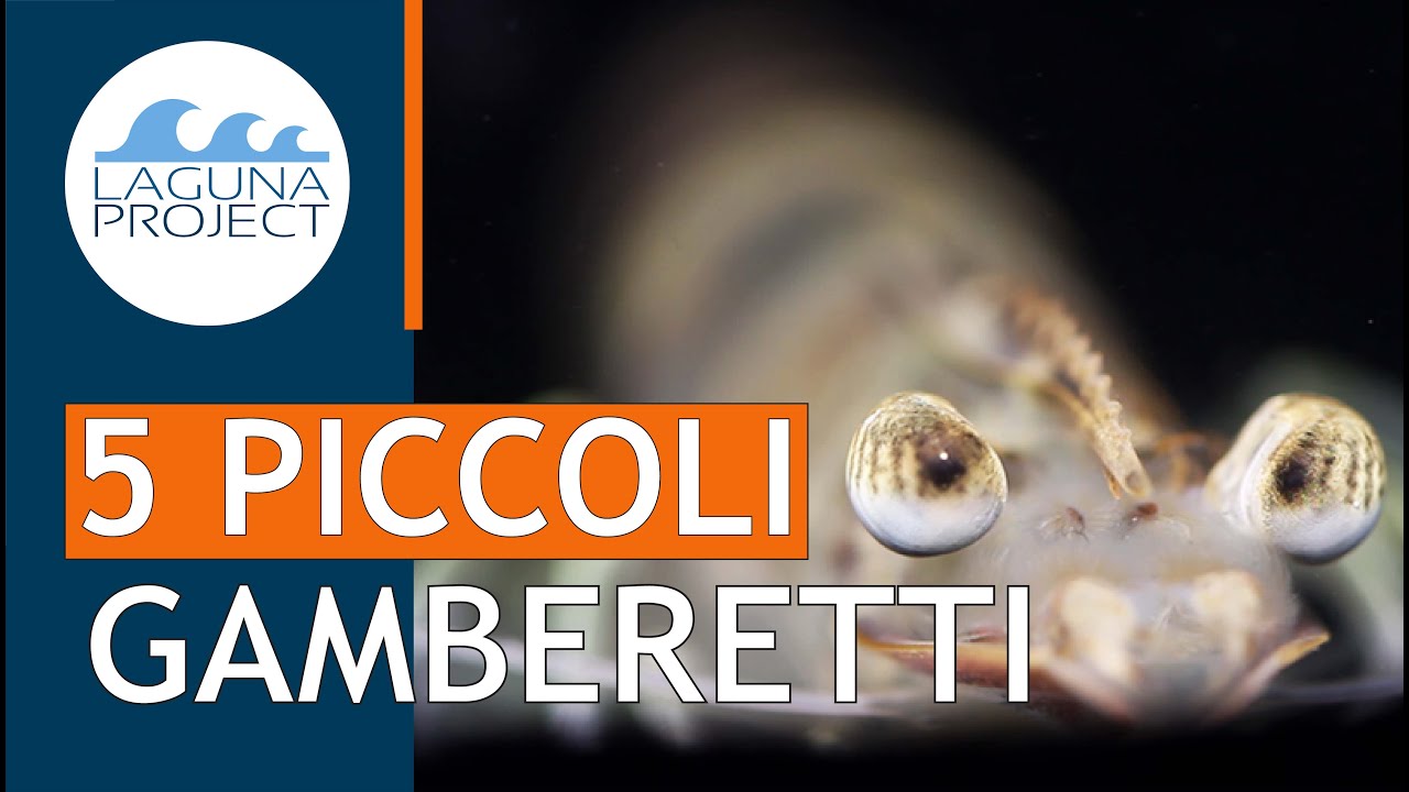 TOP 5 GAMBERETTI più comuni in laguna di Venezia  | Atlante della fauna dell'Alto Adriatico