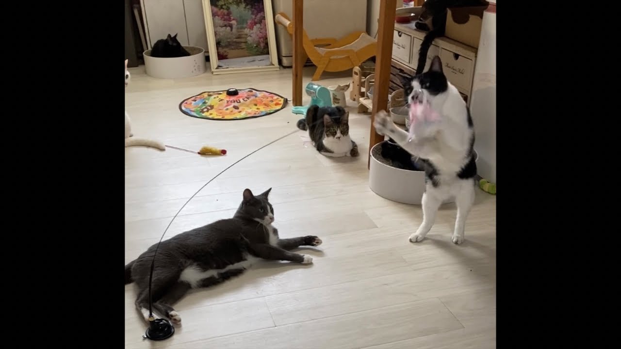 保護猫ハウスから猫観察ライブ定点カメラ #livestream #live #cat #cats