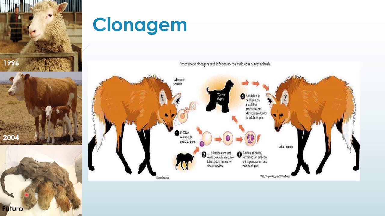 Clonagem, OGMs e Transgênicos - Prof. GaBio