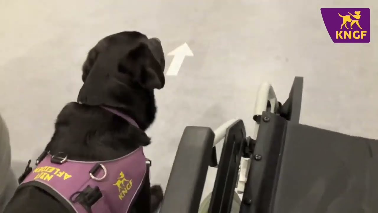 Vlog Masja met assistentiehond Fedor naar het ziekenhuis