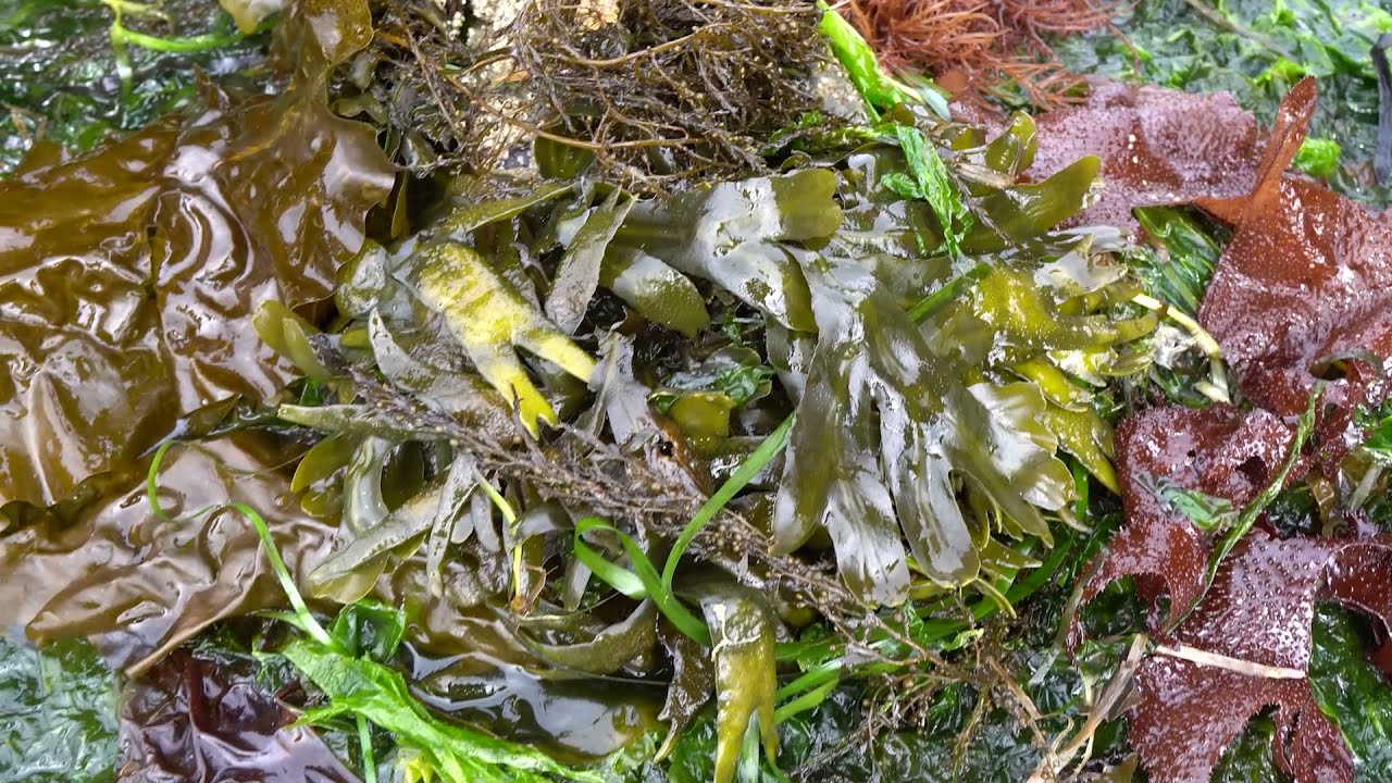 Discover Different Kinds of Seaweed with Seattle Aquarium Beach Naturalists