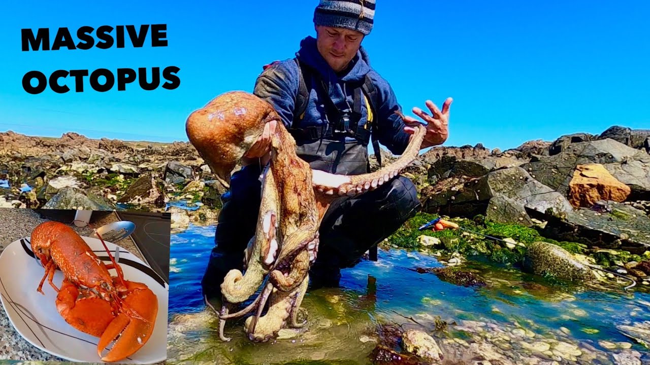 Massive OCTOPUS & LOBSTERS , Coastal Foraging , Boiled lobsters for lunch