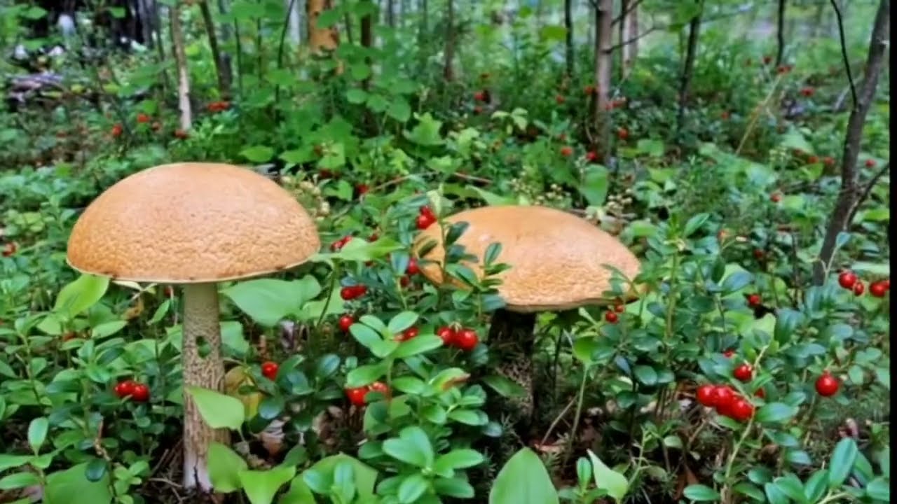 Amazing videos of porcini mushrooms 