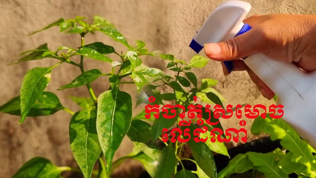 វិធីកំចាត់ស្រម៉ោចលើដំណាំដោយប្រើថ្នាំជក់, How to Eliminate ants on crops using tobacco