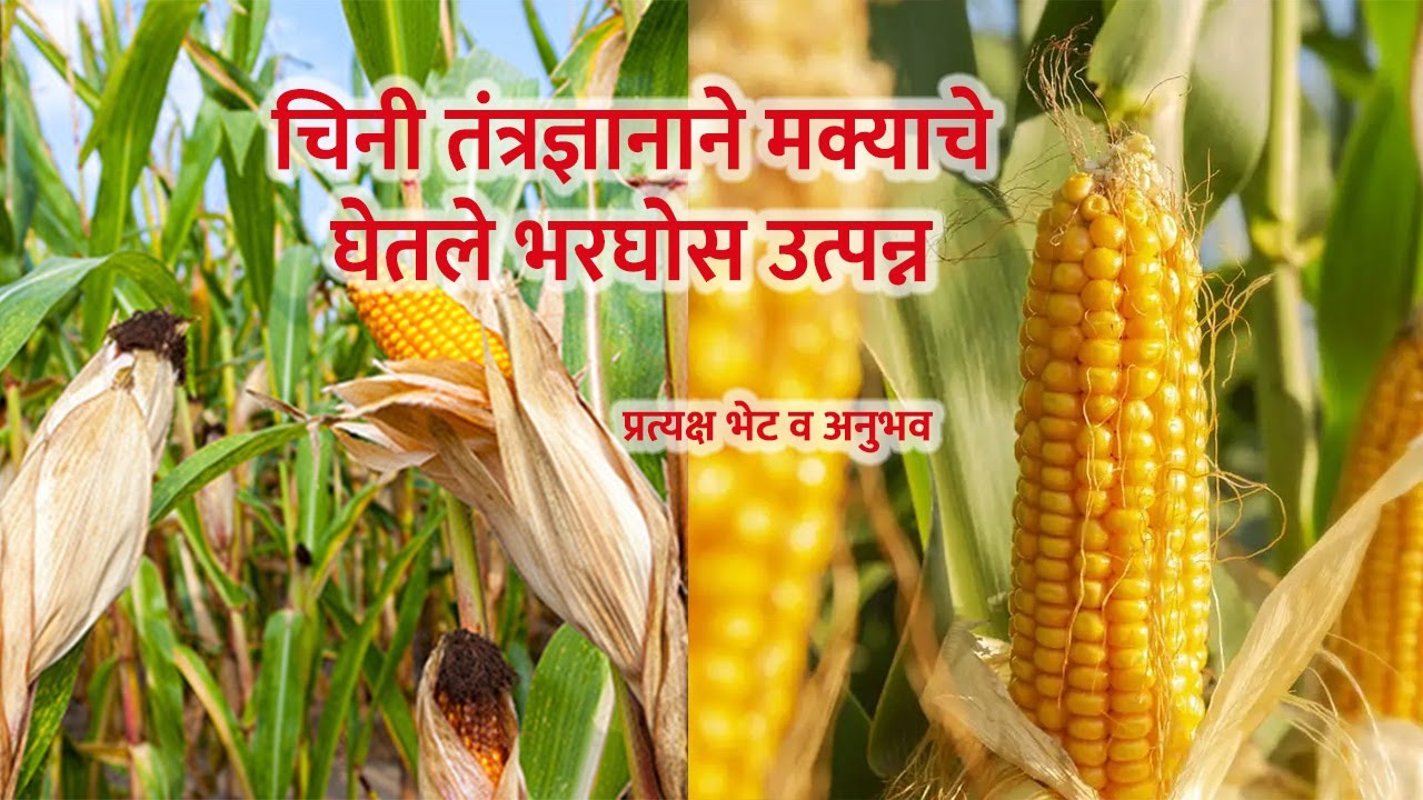 चिनी तंत्रज्ञानाने मक्याचे घेतले भरघोस उत्पन्न
