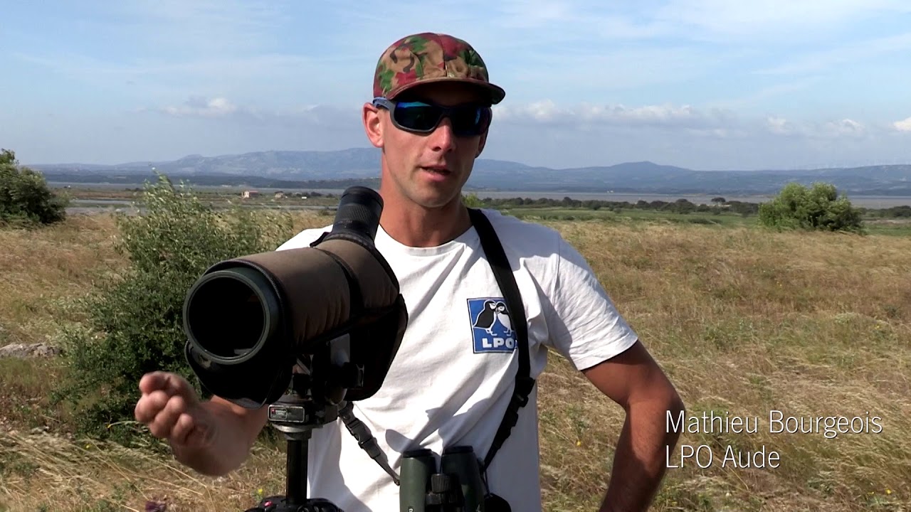 Birdwatching Narbonnaise
