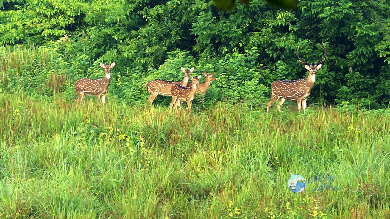 Bharatpur Forest : The Lungs of BHUBANESWAR