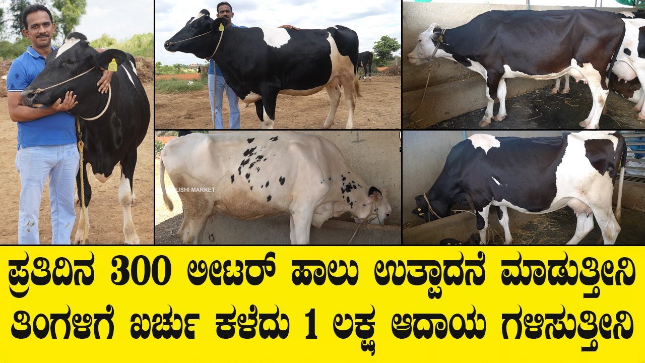 20ಲೀಟರ್ ಹಾಲು ಕೊಡುವ ಹಸುಗಳನ್ನ ಸಾಕಿದರೆ ಮಾತ್ರ ರೈತರು ಹೈನುಗಾರಿಕೆಯಲ್ಲಿ ಯಶಸ್ವೀ ಕಾಣಲು ಸಾದ್ಯ.HITECH DAIRY FARM