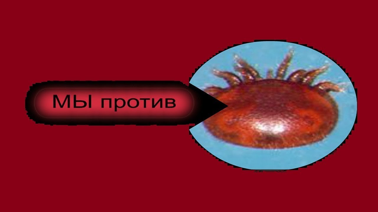Народные средства профилактики и лечения пчел от варроатоза