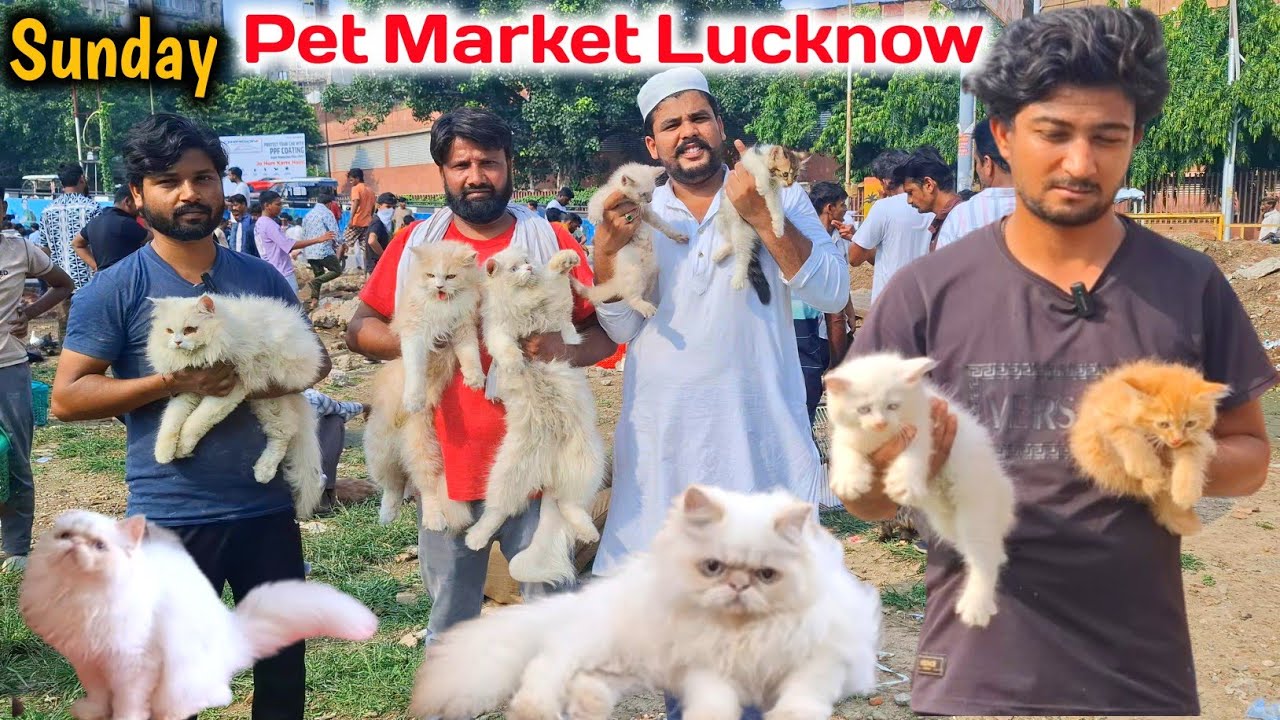 Lucknow Persion Kittens market |Pet Market Lucknow |Persian Kittens |Pet Market in Lucknow 