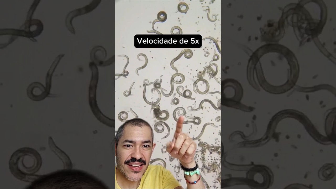 EXPERIMENTO : Água Sanitária + Vermes no Microscópio