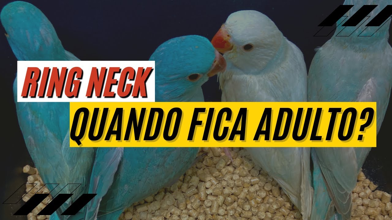 Colar do ring neck, quando aparece? Descubra!