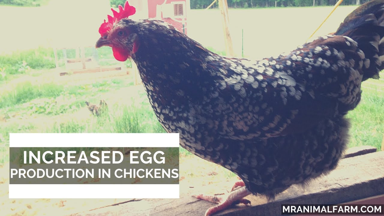Increased Egg Production In Chickens