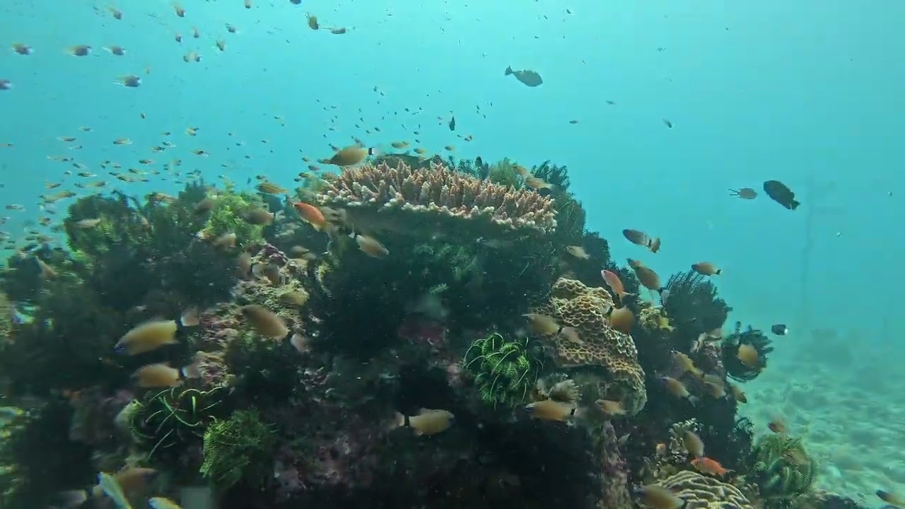 バリ島　パダンバイ　ドロップオフ Drop off, Padang Bai, Bali