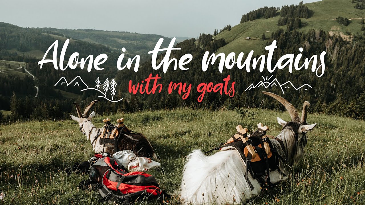 Alone in the mountains with my goats | pack goats in Switzerland | VLOG #1