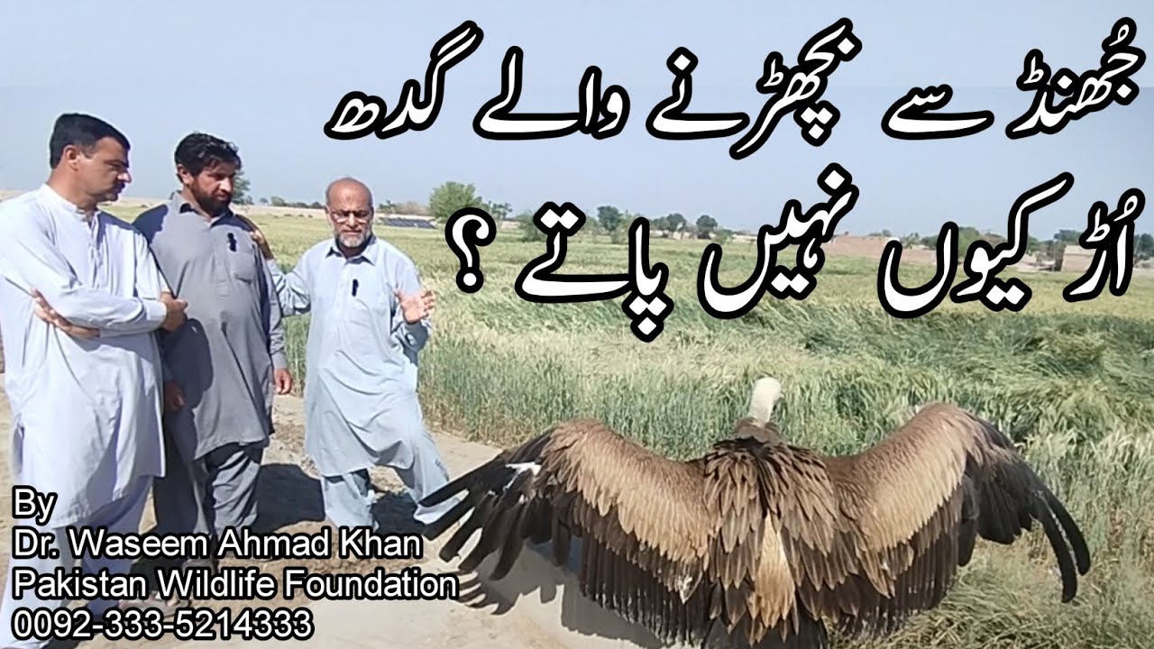 Why Can't Vultures Fly When Separated From The Flock? | Gidh Kaisay Udtay Hain | How Vultures Fly