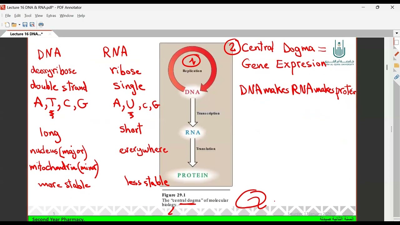 Biochemistry 1.1 (pharm.)تجريبي