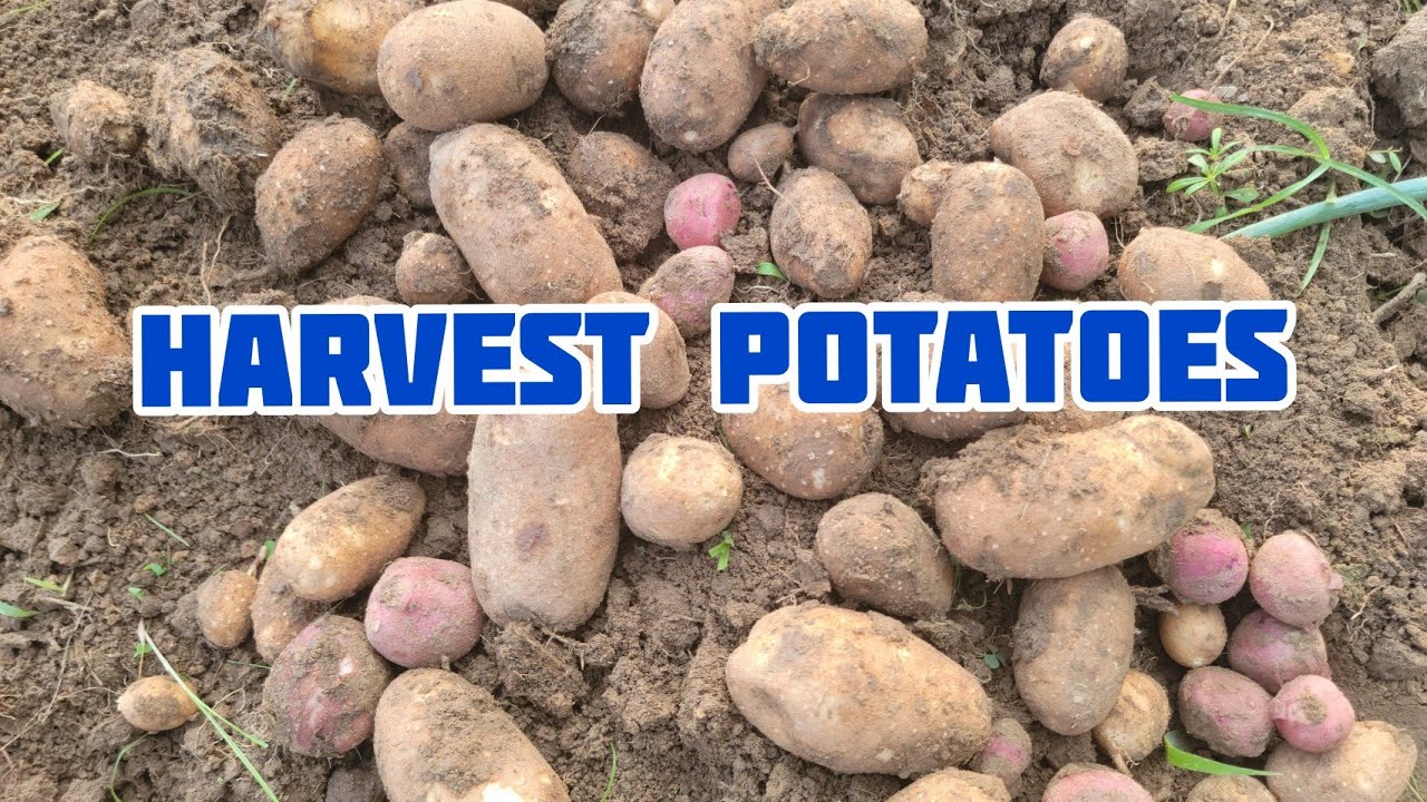 When to Harvest Potatoes | How To Harvest Potatoes | Gardening in Kentucky