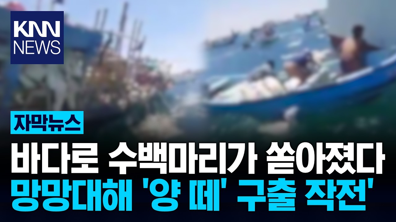 바다 한가운데 쏟아진 '양 떼' 수백 마리 '둥둥'···무슨 일? / KNN