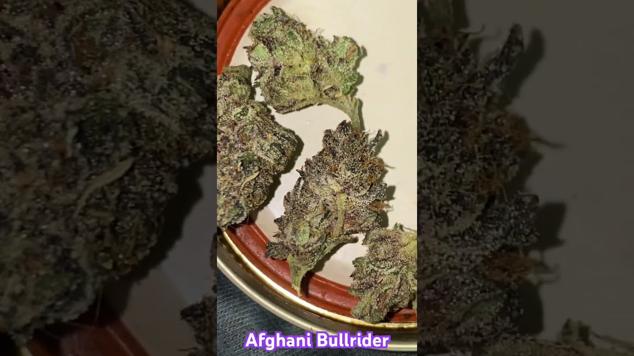 Afghani Bullrider - BLLRDR cut