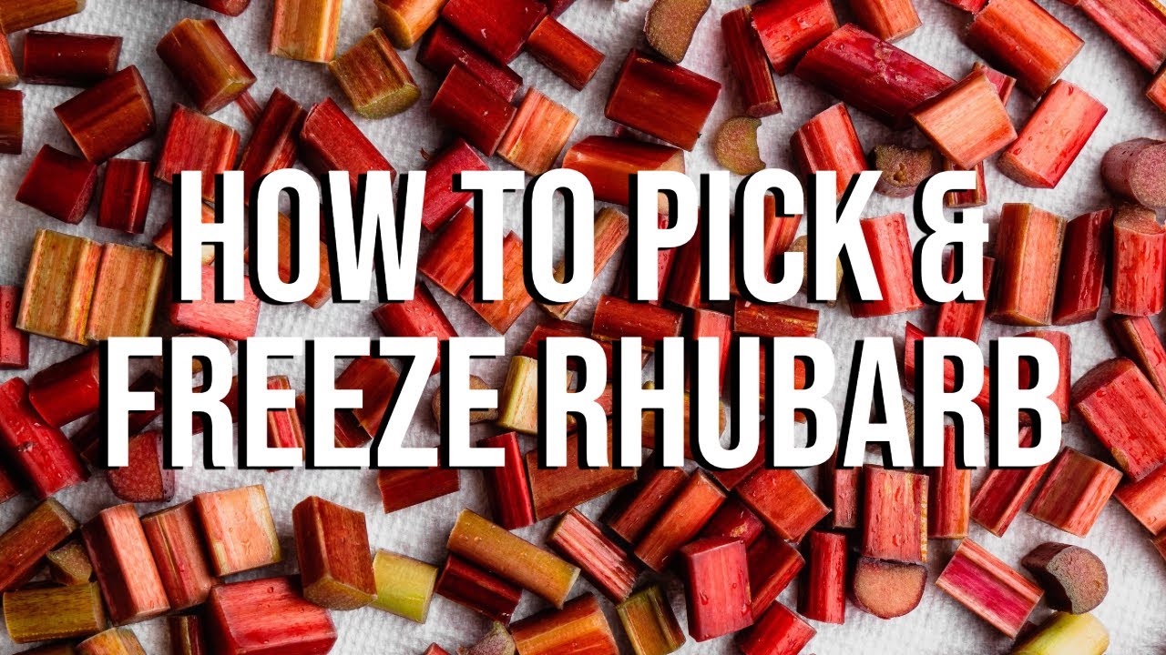 How to Pick and Freeze Fresh Rhubarb