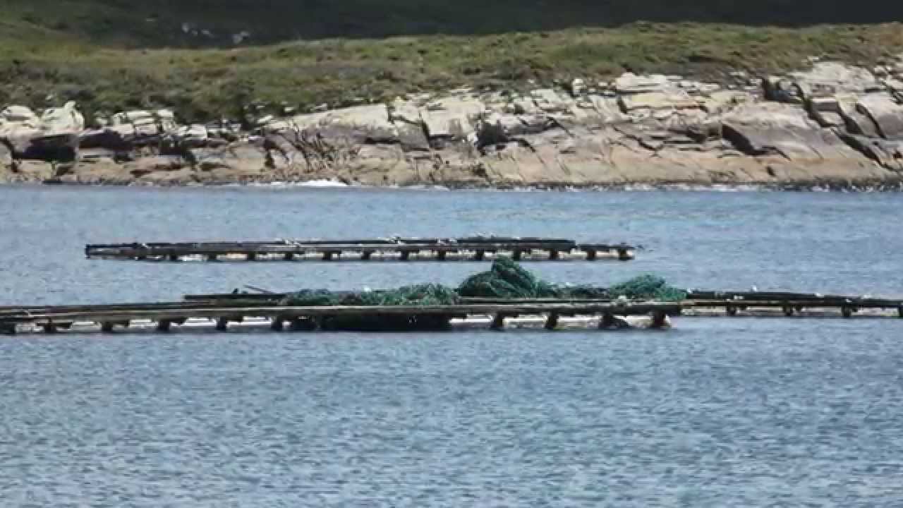 Corme