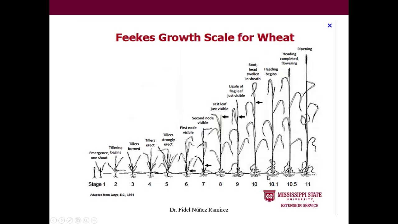 3.Pr&aacute;cticas de manejo de trigo