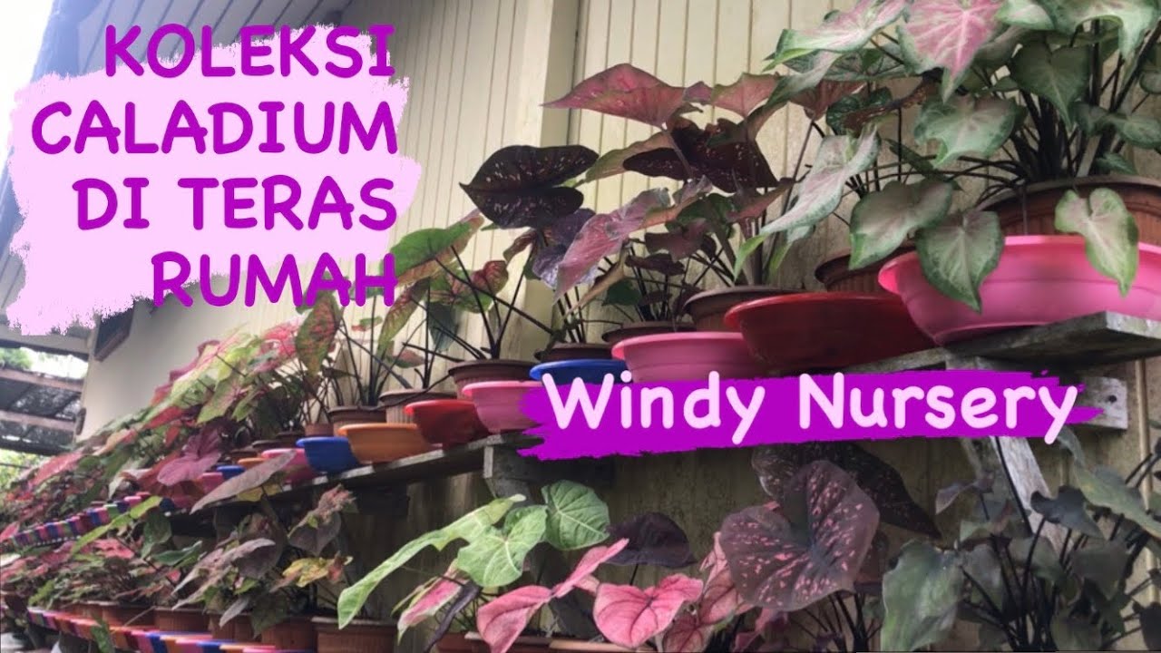 Koleksi Caladium di Teras Rumah | Windy Nursery