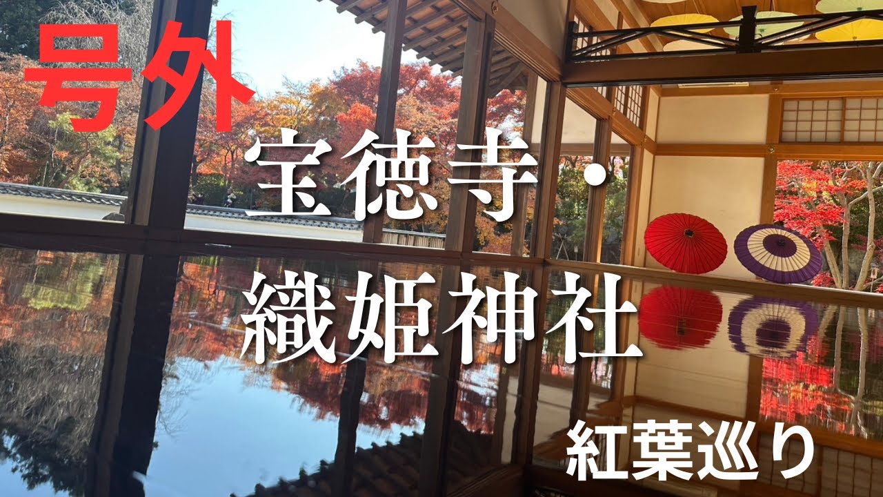 【必見】宝徳寺『床もみじ・紅葉浄土』足利織姫神社『七色の鳥居』心の浄化しませんか