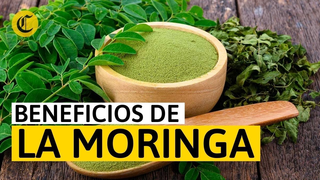 BENEFICIOS de la MORINGA: &iquest;Para qu&eacute; sirve y c&oacute;mo se toma?