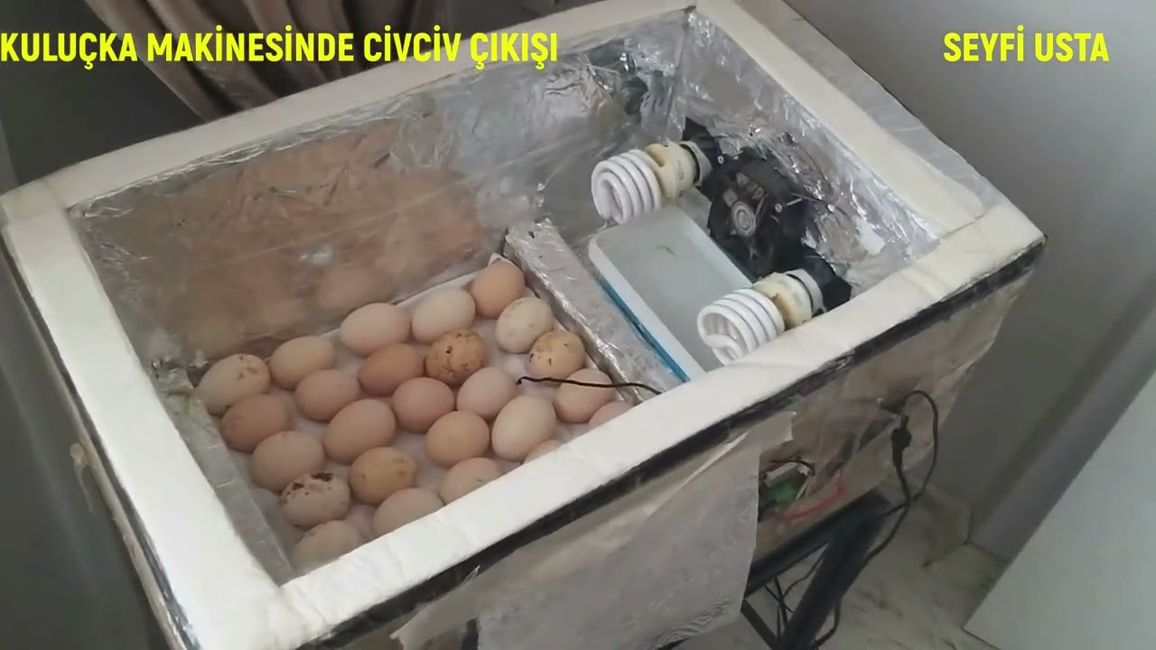 EL YAPIMI KULUÇKA MAKİNESİ CİVCİV ÇIKIMI