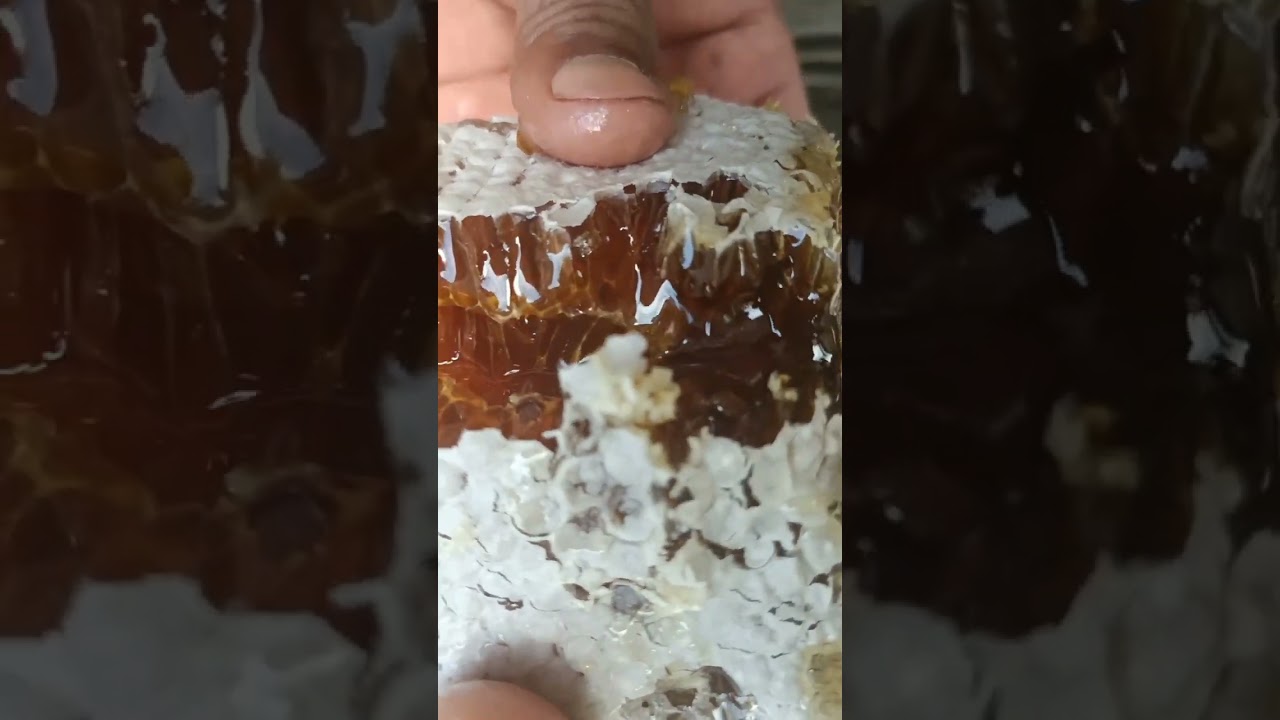 Natural honey comb 🍯#viral #shortsfeed #honey #purehoney #loklahoney  #💯 Persent pure honey