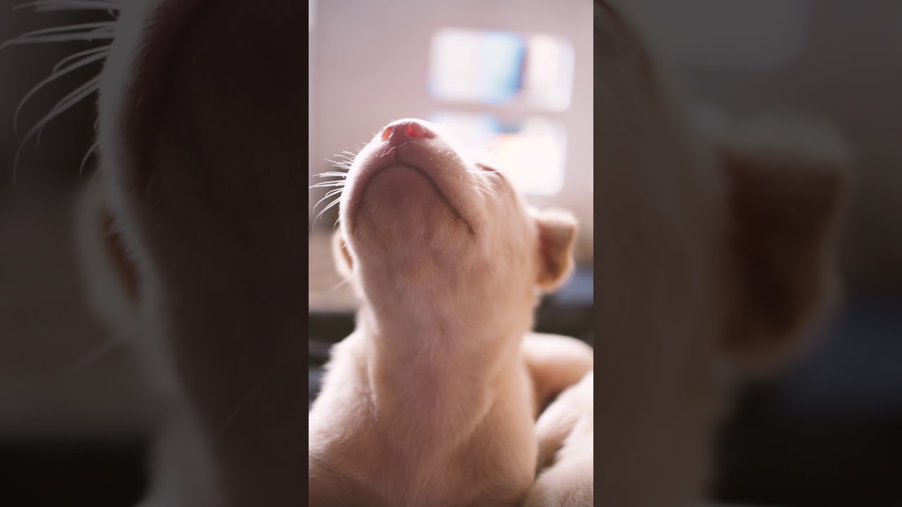 IGTV Indonesia: Puppies (Cinematic Instagram Stories) Vertical Video