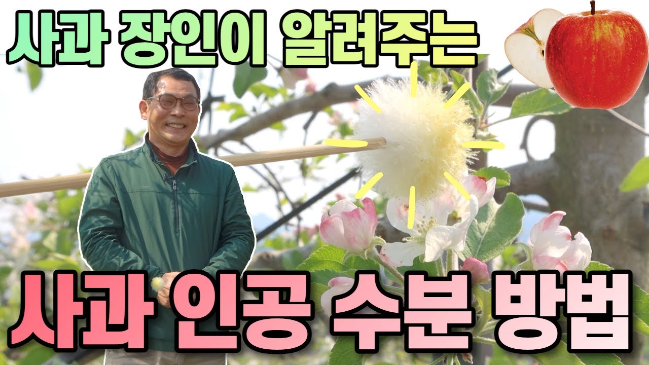 정말 쉬운 사과 인공 수분 방법ㅣ인공 수정ㅣ사과꽃