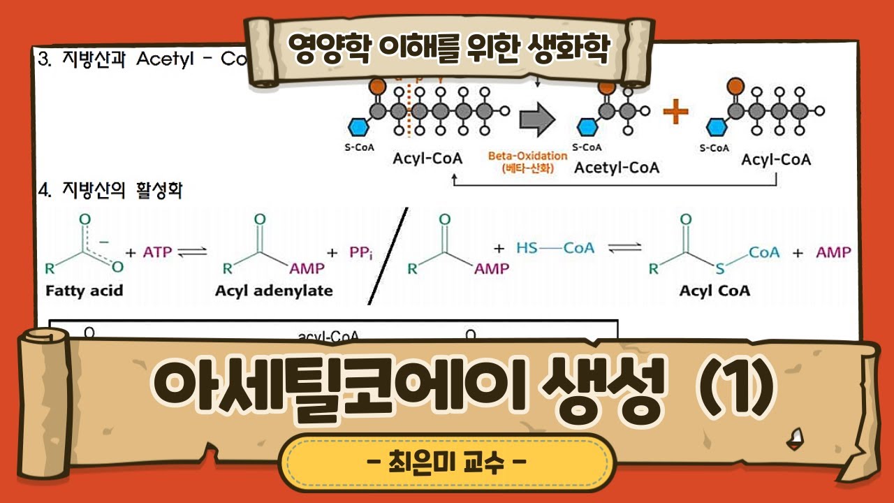 영양학을 이해하기 위한 생화학! / 제4강 아세틸코에이 생성 (1) / 매 강의 자료는 영상설명 내 링크에서 다운받으실 수 있습니다.^^