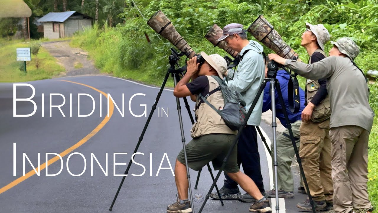 Indonesia Birding Adventure: Exploring Tangkoko National Park in North Sulawesi