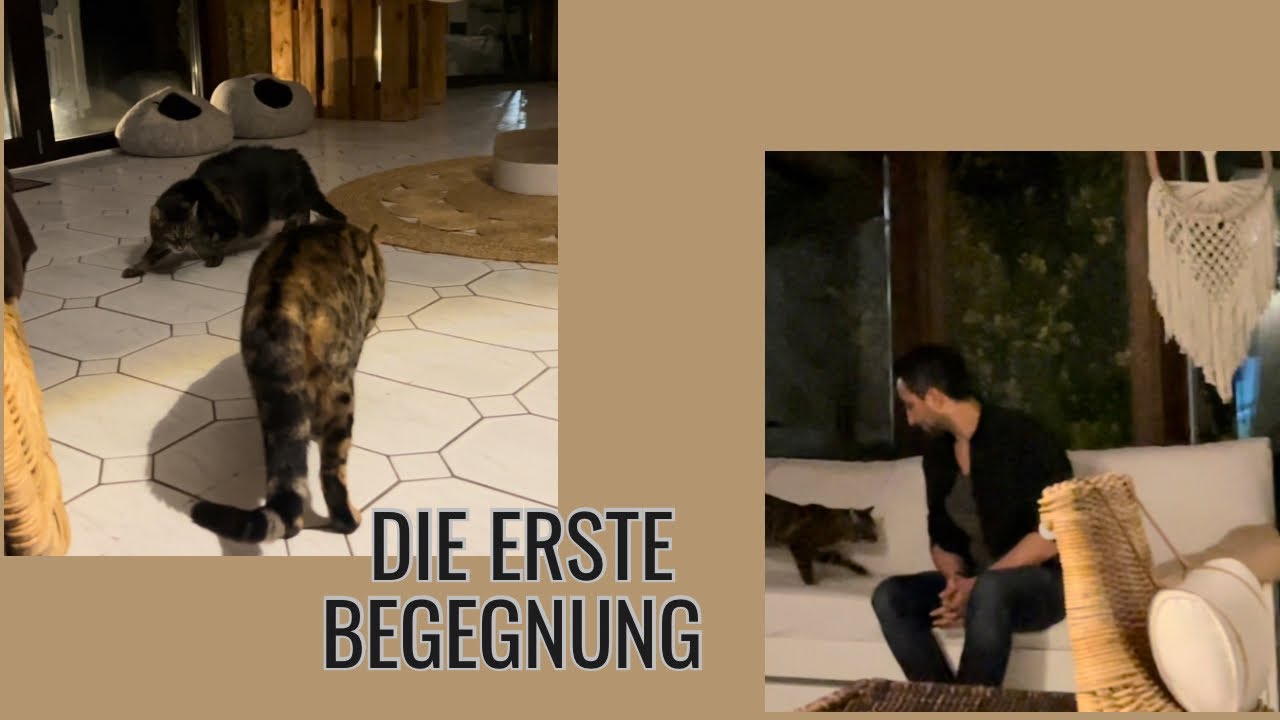 Eine neue Katze zieht ein | Erste Begegnung | Diese eine Katze 🐱