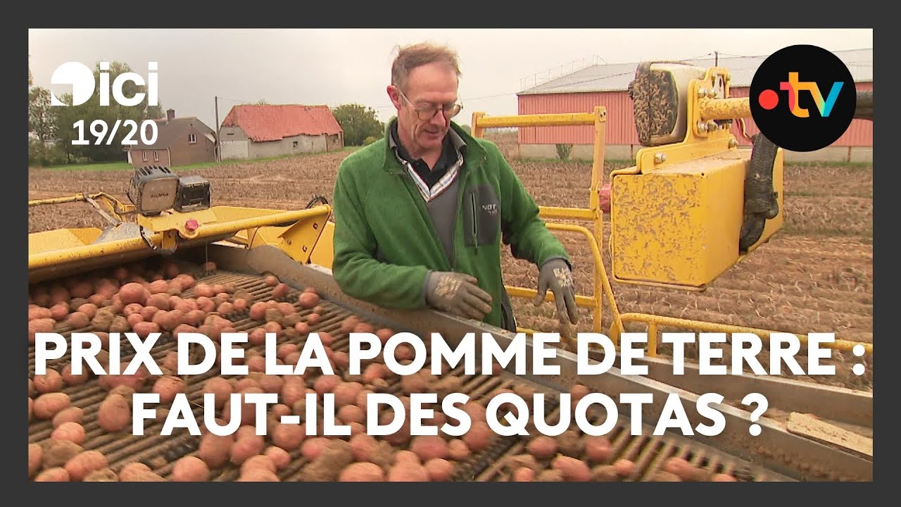 Le prix des pommes de terre au plus bas : faut-il instaurer des quotas ?
