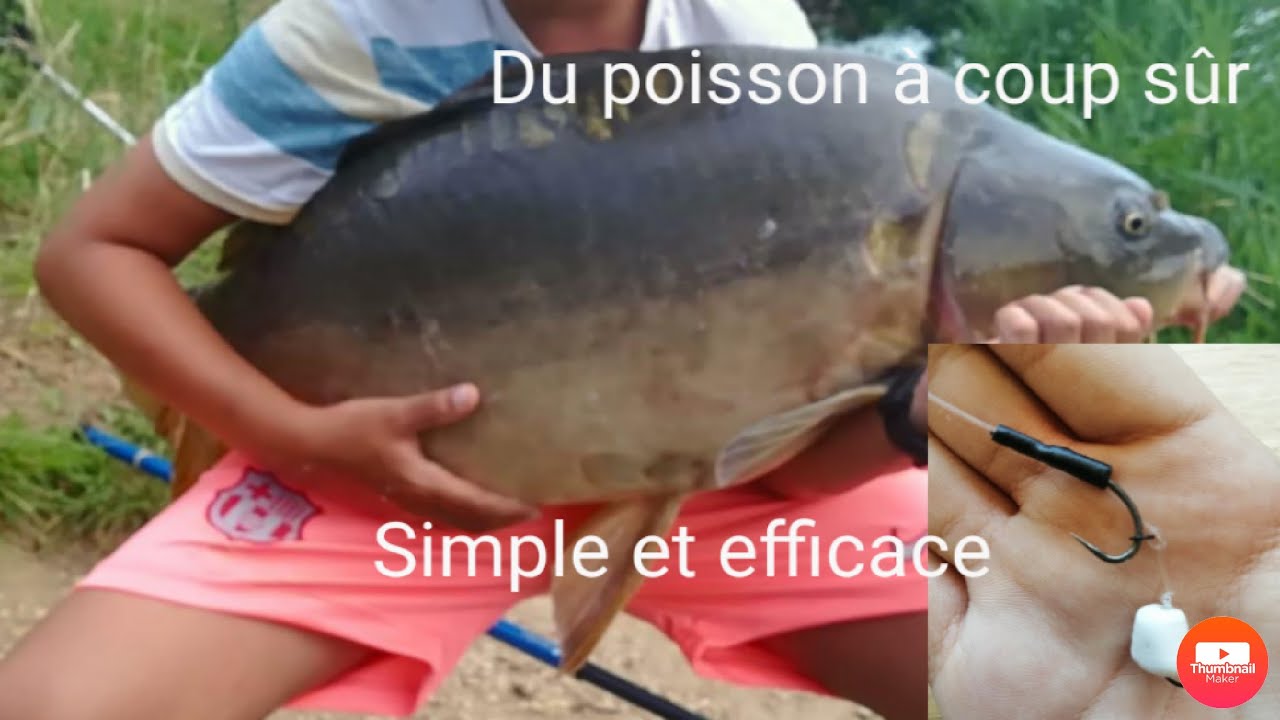 Montage asticots simple pour la carpe