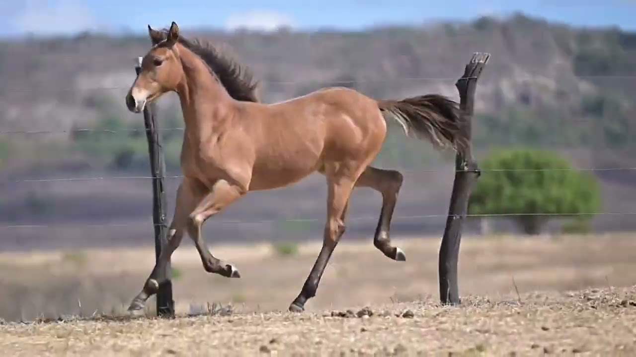 LOTE 01: AGATA FIRE FIT — 13⁰ LEILÃO RAÇA FORTE (Cavalos De Vitrine)