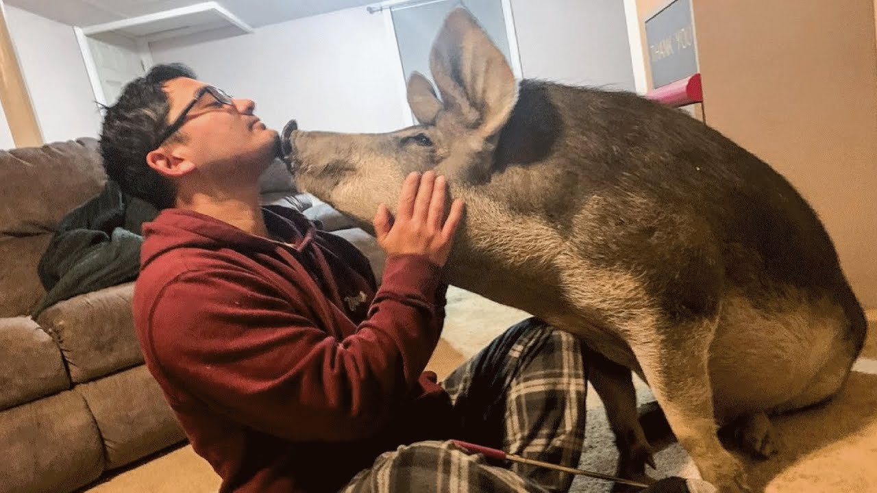 Dinner pig won't stop kissing his rescuers